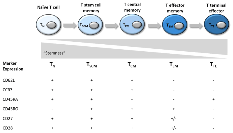 The different CD8+ subsets and their marker expression profiles.