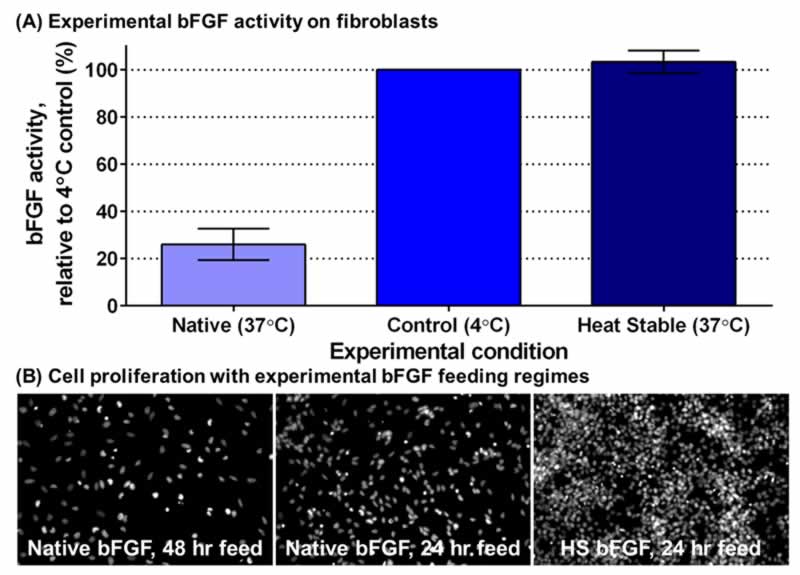Figure 4. HS bFGF maintains its activity at body temperature