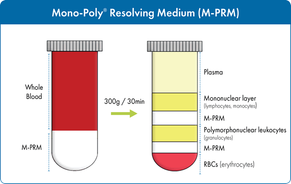 Figure 2. Isolation of both mononuclear and polynuclear cells from whole blood using M-PRM