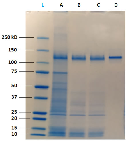 Figure 4: Qualitative analysis on SDS-PAGE reveals that clarified samples (A) contain a high quantity of impurities, including HCP. MabXpure™ resin used at ratio 1:5 (B) or 1:2.5 (C)