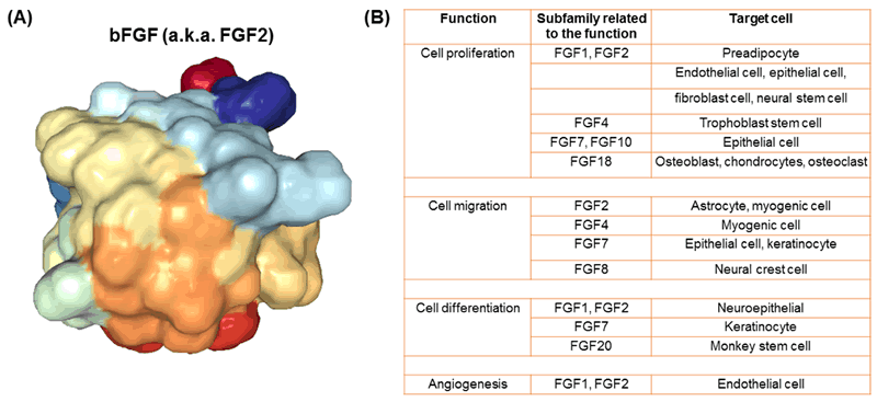 Figure 2. Structure and functions of bFGF