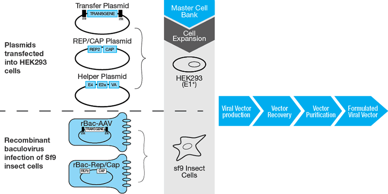 Simplified workflow for the manufacturing of AAV vectors through transfection with vector plasmids of a mammalian production cell line (i.e. HEK293). 