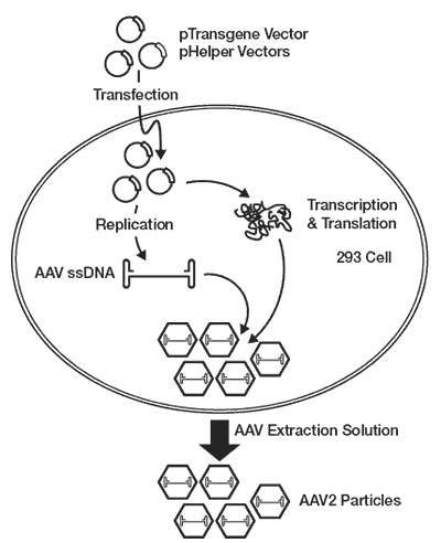 Figure 1. Schematic of the production of AAV vector via transfection.