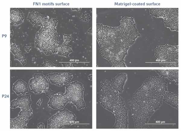 hiPSCs morphology during long-term expansion on FN1 motifs