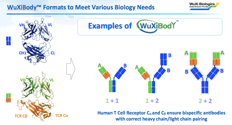 different examples of how WuXiBody™ could be used to meet various biological needs