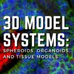 3d model systems