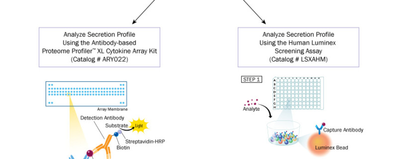 Proteome Profiler Human XL Cytokine Array Kit ARY022B: R&D Systems