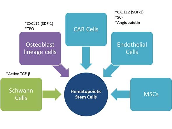 the influence of cytokine expressing bone marrow stromal cells on HSC self-renewal