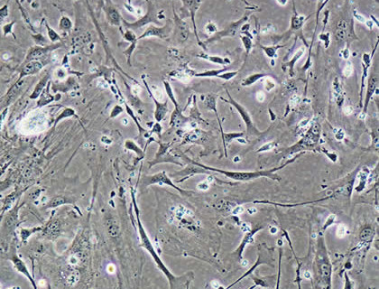 Enzyme-free Cell Dissociation Solution