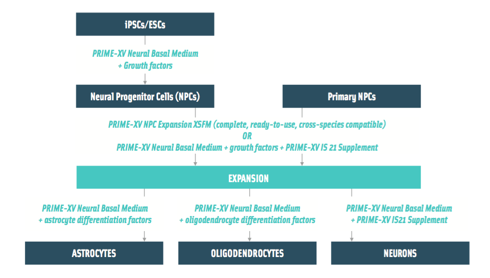 Applications for PRIME-XV® Neural Cell Culture Solutions