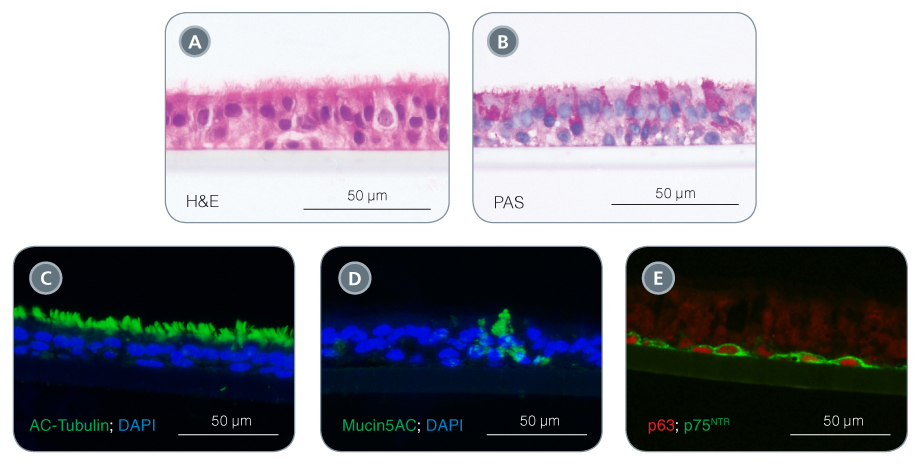Differentiate Airway Epithelial Cells into a Pseudostratified Mucociliary Epithelium with PneumaCult™