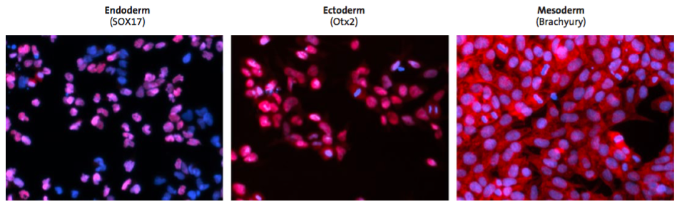 Figure 3. Representative uorescent micrographs of hiPSCs differentiated into three germ layers and immunostained with corresponding antibodies endoderm (SOX17), ectoderm (Otx2), and mesoderm (brachyury). Cell nuclei were labeled using Hoechst 33342 (blue).