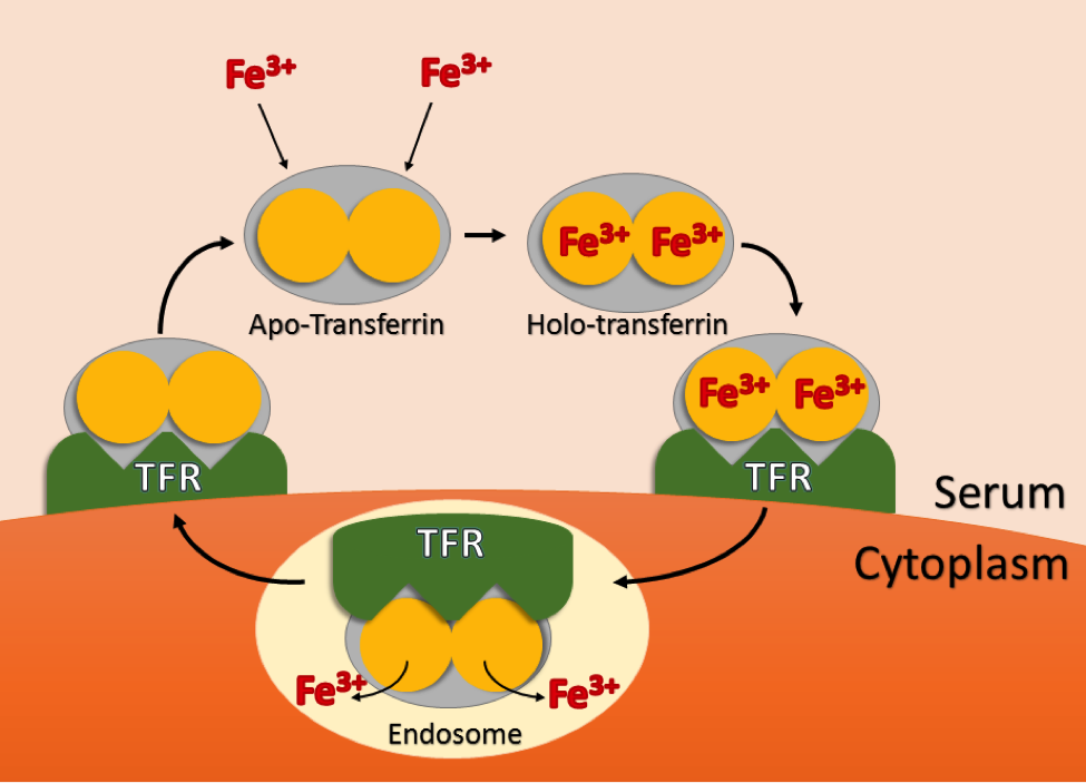 Figure 1) Illustration of the transferrin cycle.
