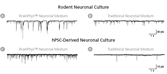 Rodent and hPSC-derived neurons matured in BrainPhys™ Neuronal Medium