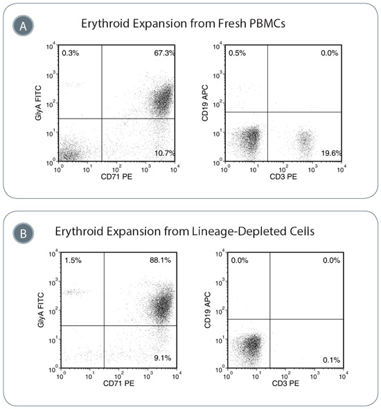Erythroid Progenitor Cells are Expanded in StemSpan™ SFEM II Containing Erythroid Expansion Supplement