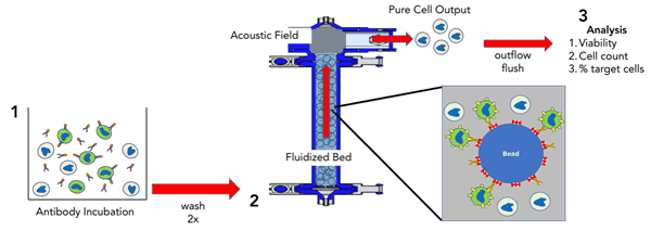 Acoustic Cell Processing Cell Selection