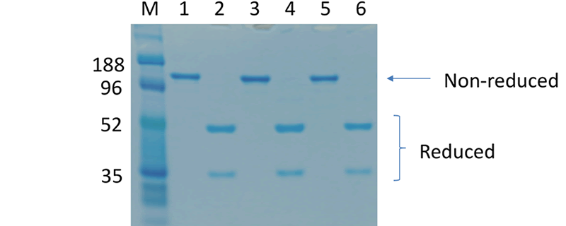 P.willichii cv Exp 胞子 Cynanchum wallichii Wight and CW1 reversed docetaxel