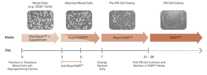 Schematic of ReproTeSR™ Reprogramming Timeline