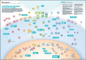 small molecules and pathways involved in pluripotent Stem Cell Research
