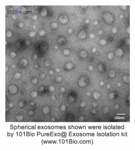 Spherical exosomes shown were isolated by 101Bio PureExo@ Exosome Isolation kit (www.101Bio.com)