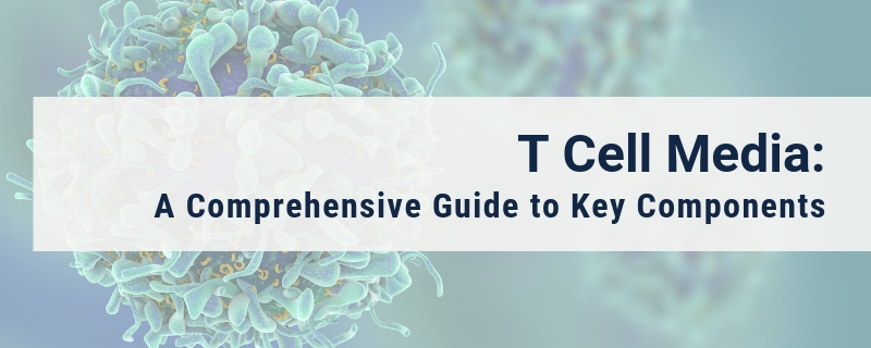 T Cell Media A Comprehensive Guide To Key Components