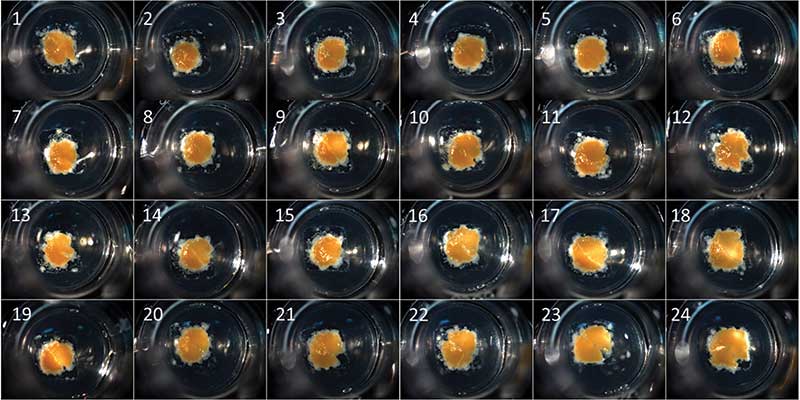 3D human liver tissue bioprinted on Corning Transwell
