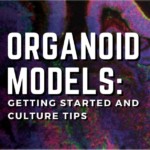 Organoid Models