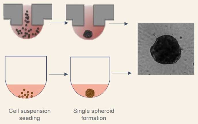 Spheroid formation in (A) hanging drop technique and (B) spheroid microplate with Ultra-Low Attachment surface coating