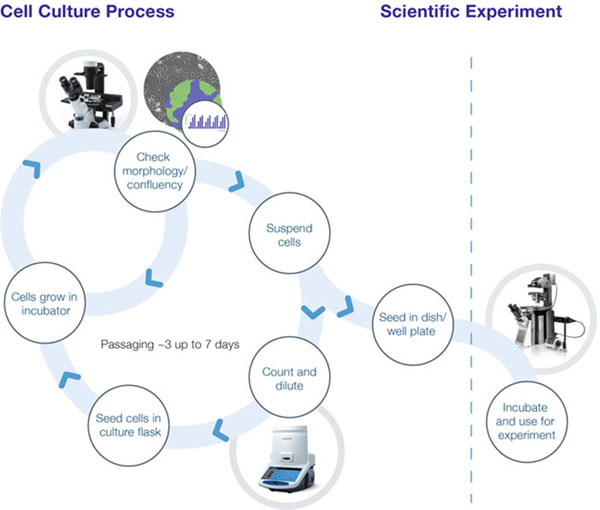 Figure 1: An Overview of the Cell Culture Workflow