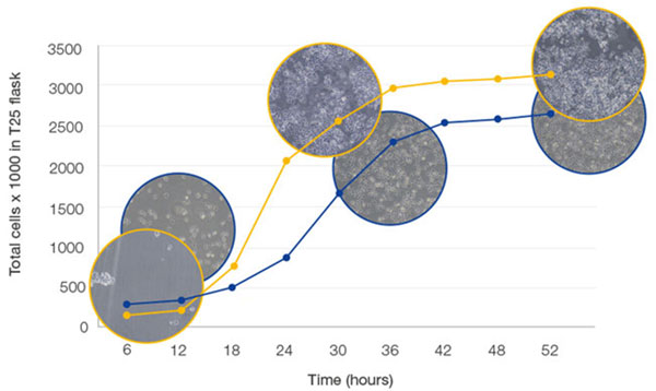 Figure 4: The Cell Growth Phase