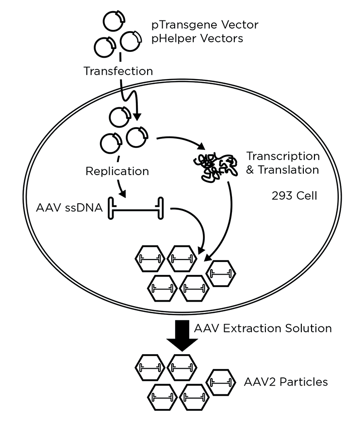 Schematic of the production of AAV vector via transfection