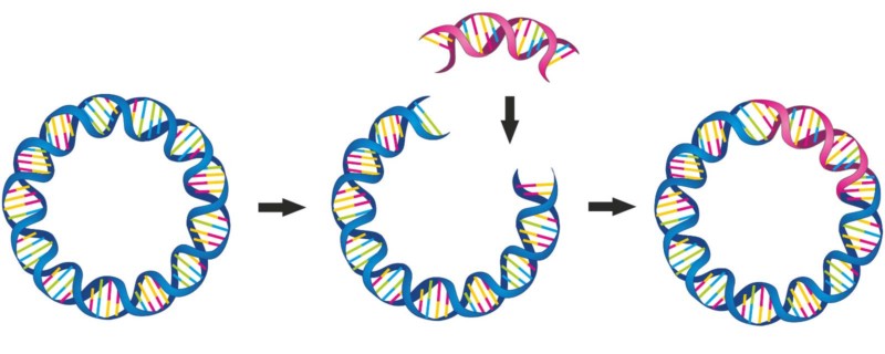 Deconstructing the Plasmid Prep