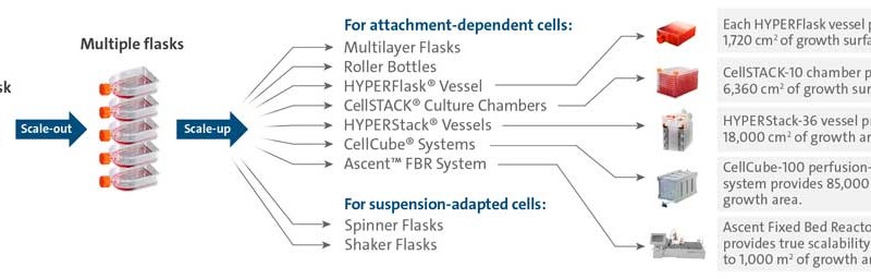 https://cellculturedish.com/wp-content/uploads/sites/2/2021/07/Figure-1-Scale-out-strategy-800x256.jpg