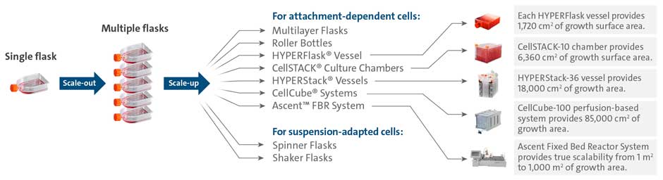 Scale-out strategy with cell culture flasks