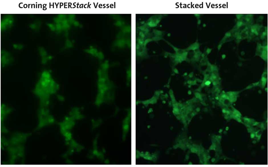 Similar cell morphology and GFP expression was observed between vessels.