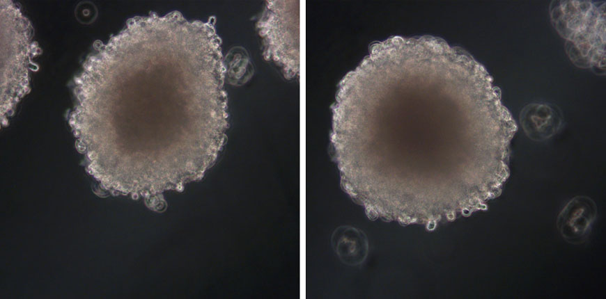 in vitro 3D HepG2/C3A spheroid model and the in vivo Sprague Dawley rat model.