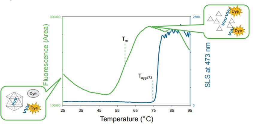 Thermal stability as shown by the genome ejection curve based on fluorescent intensity of SYBR Gold (green line).