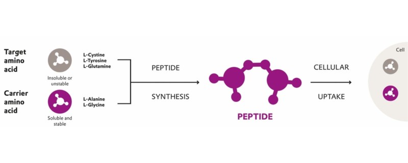 Chemically Defined Peptides In Biopharma Cell Culture
