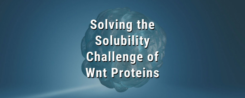 Solving the Solubility Challenge of Wnt Proteins