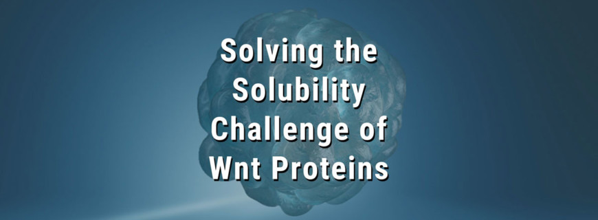 Solving the Solubility Challenge of Wnt Proteins