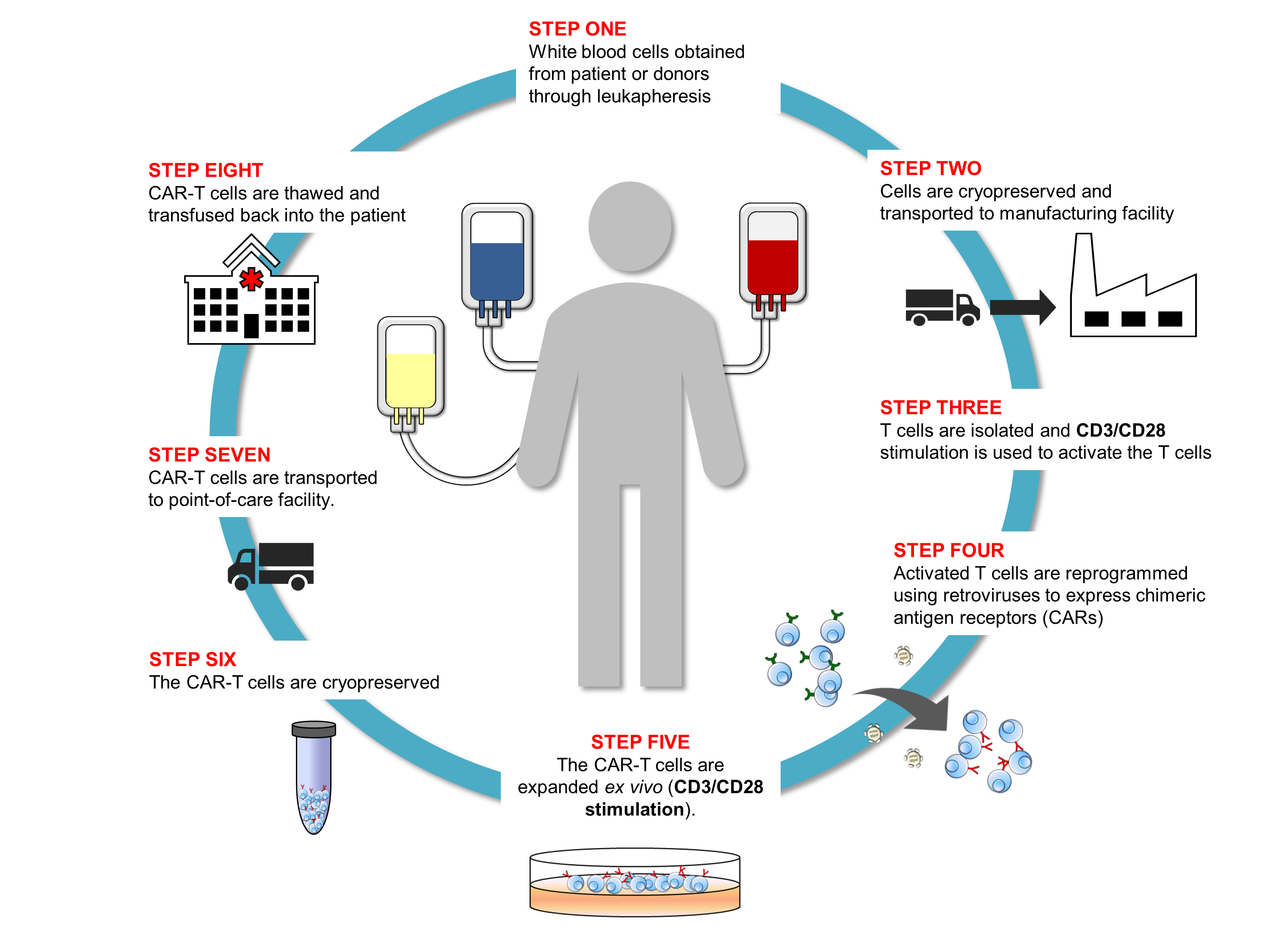Standard T Cell Therapy Workflow